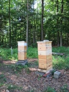 A Year at Bees of the Woods Apiary: July Image